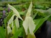 Show product details for Roscoea Beesiana White Form